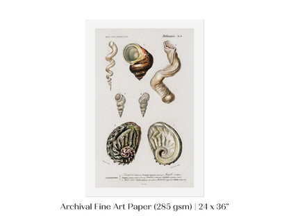 Shell/Mollusk Illustration | P229 - Single Art Prints - Piccolo Fiore Prints