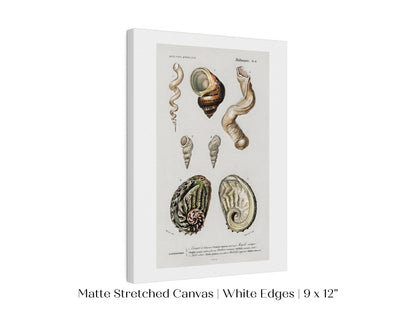 Shell/Mollusk Illustration | P229 - Single Art Prints - Piccolo Fiore Prints