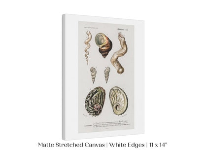 Shell/Mollusk Illustration | P229 - Single Art Prints - Piccolo Fiore Prints