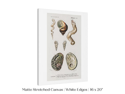 Shell/Mollusk Illustration | P229 - Single Art Prints - Piccolo Fiore Prints