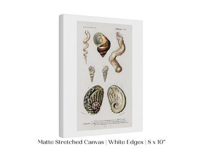 Shell/Mollusk Illustration | P229 - Single Art Prints - Piccolo Fiore Prints