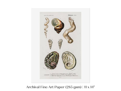 Shell/Mollusk Illustration | P229 - Single Art Prints - Piccolo Fiore Prints