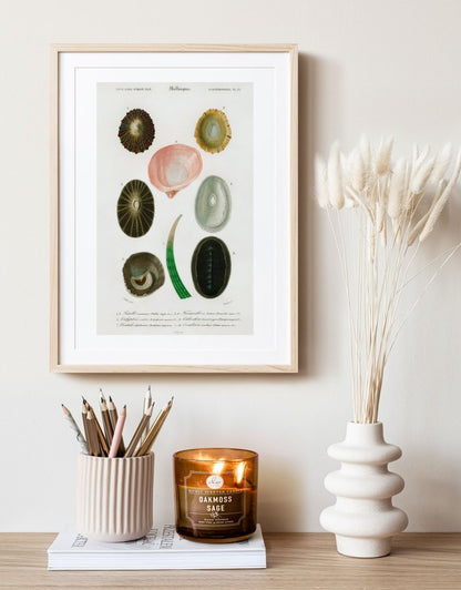 Shell/Mollusk Illustration | P230 - Single Art Prints - Piccolo Fiore Prints