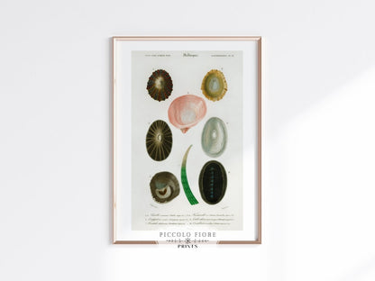 Shell/Mollusk Illustration | P230 - Single Art Prints - Piccolo Fiore Prints