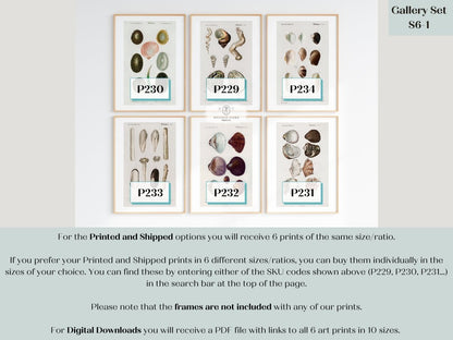 Shell/Mollusk Illustrations | Gallery Wall Set | 6 Prints | S6 - 1 - Gallery Wall Set - Piccolo Fiore Prints
