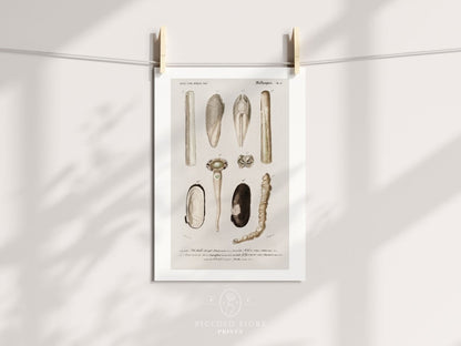 Shell/Mollusk Illustrations | Gallery Wall Set | 6 Prints | S6 - 1 - Gallery Wall Set - Piccolo Fiore Prints