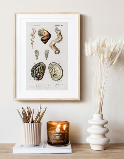 Shell/Mollusk Illustrations | Gallery Wall Set | 6 Prints | S6 - 1 - Gallery Wall Set - Piccolo Fiore Prints