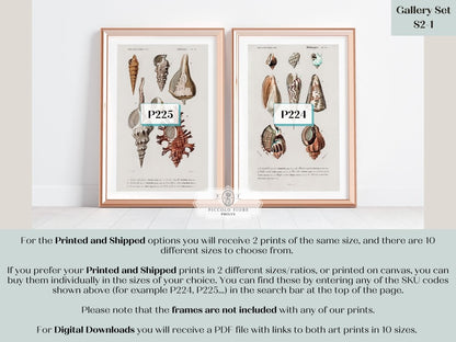 Shell/Mollusk Watercolour Illustrations | Gallery Wall Set | 2 Prints | S2 - 1 - Gallery Wall Set - Piccolo Fiore Prints