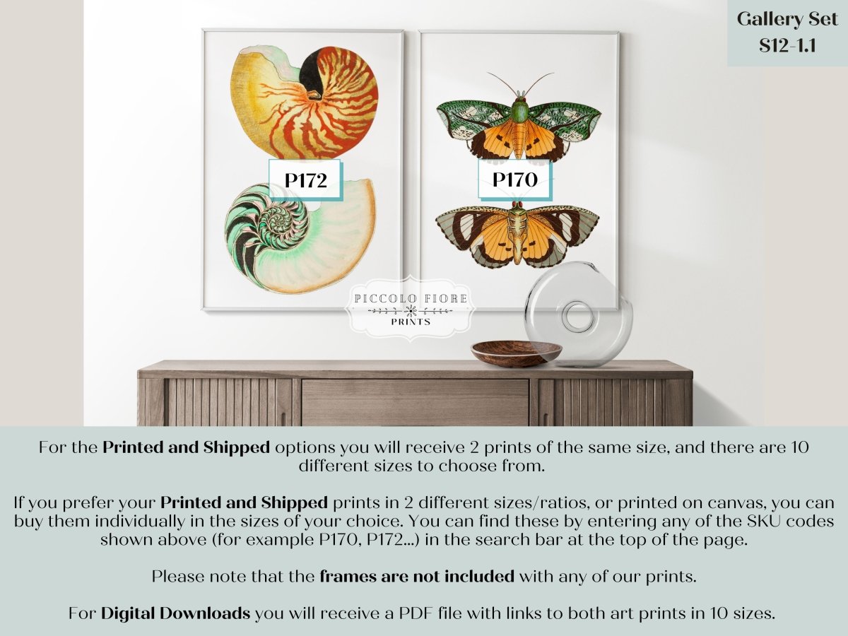 Shells and Butterflies | Gallery Wall Sets | 2 Prints | S12 - 1.1 - Gallery Wall Set - Piccolo Fiore Prints