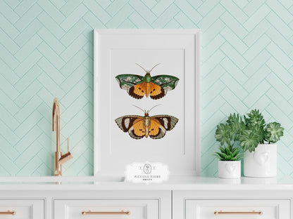 Shells and Butterflies | Gallery Wall Sets | 2 Prints | S12 - 1.1 - Gallery Wall Set - Piccolo Fiore Prints