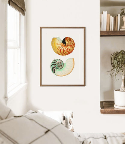 Shells and Butterflies | Gallery Wall Sets | 2 Prints | S12 - 1.1 - Gallery Wall Set - Piccolo Fiore Prints