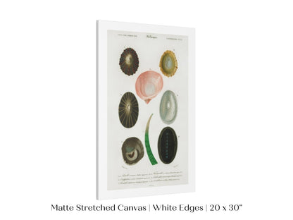 Shells/Mollusks Illustration| P231 - Single Art Prints - Piccolo Fiore Prints