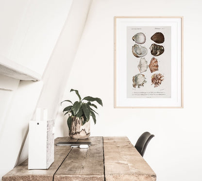 Shells/Mollusks Illustration| P231 - Single Art Prints - Piccolo Fiore Prints