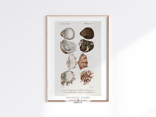 Shells/Mollusks Illustration| P231 - Single Art Prints - Piccolo Fiore Prints