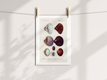 Shells/Mollusks Illustration | P232 - Single Art Prints - Piccolo Fiore Prints