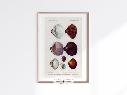 Shells/Mollusks Illustration | P232 - Single Art Prints - Piccolo Fiore Prints