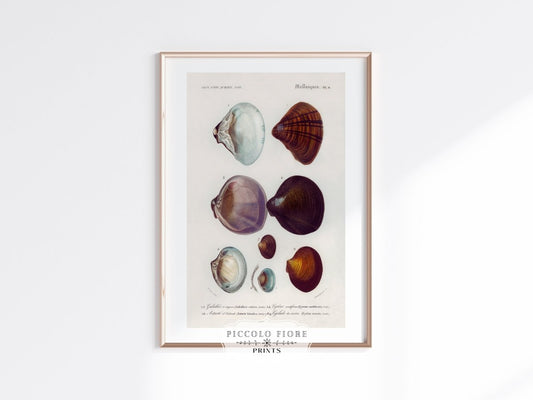 Shells/Mollusks Illustration | P232 - Single Art Prints - Piccolo Fiore Prints