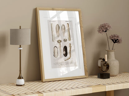 Shells/Mollusks Illustration | P233 - Single Art Prints - Piccolo Fiore Prints