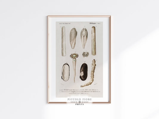 Shells/Mollusks Illustration | P233 - Single Art Prints - Piccolo Fiore Prints
