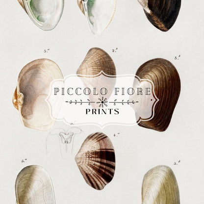 Shells/Mollusks | P234 - Single Art Prints - Piccolo Fiore Prints