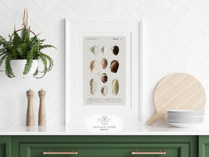 Shells/Mollusks | P234 - Single Art Prints - Piccolo Fiore Prints