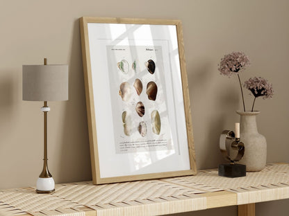 Shells/Mollusks | P234 - Single Art Prints - Piccolo Fiore Prints