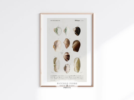 Shells/Mollusks | P234 - Single Art Prints - Piccolo Fiore Prints