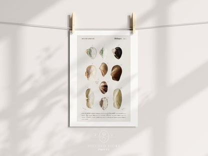 Shells/Mollusks | P234 - Single Art Prints - Piccolo Fiore Prints