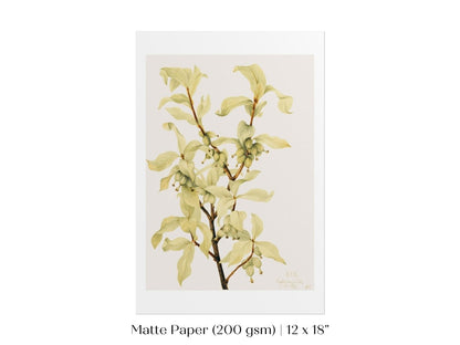 Silverberry Illustration | P350 - Single Art Prints - Piccolo Fiore Prints