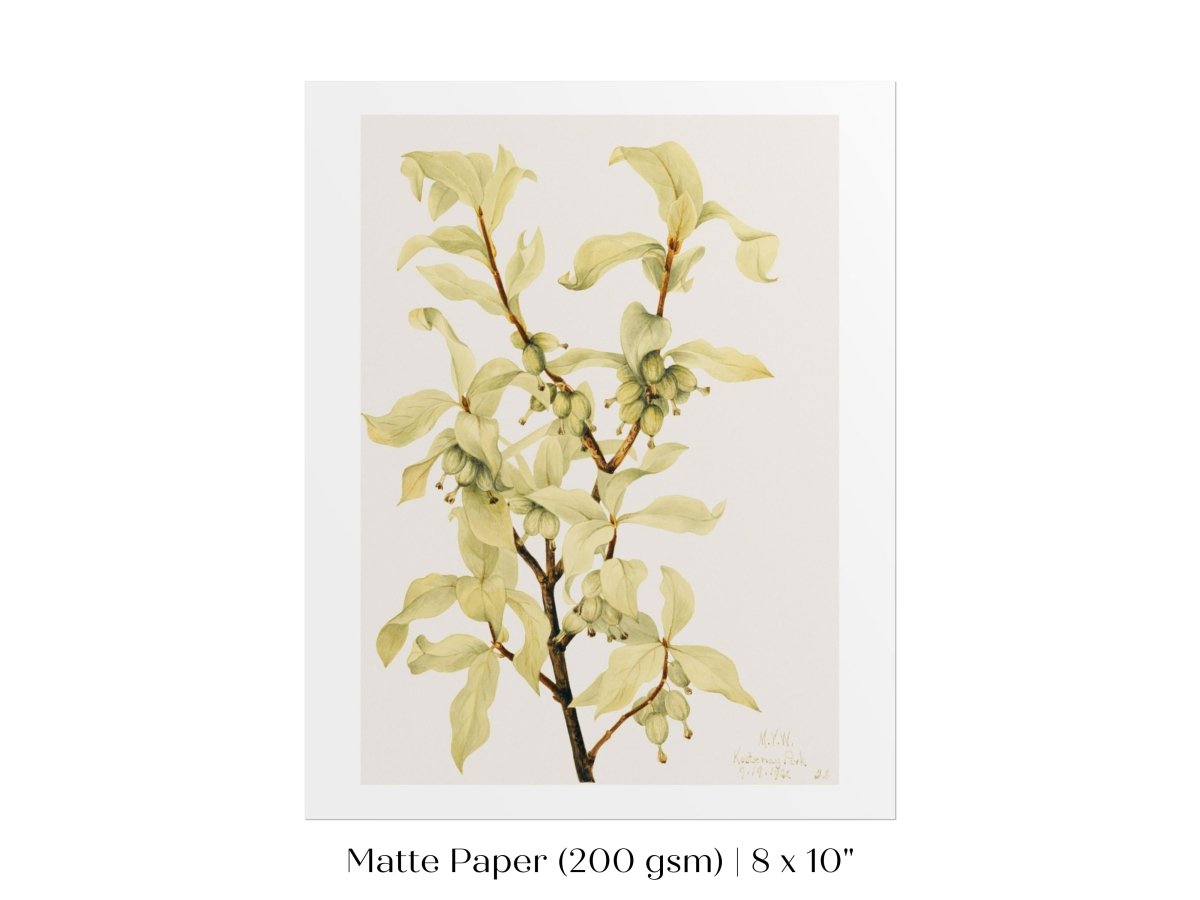 Silverberry Illustration | P350 - Single Art Prints - Piccolo Fiore Prints