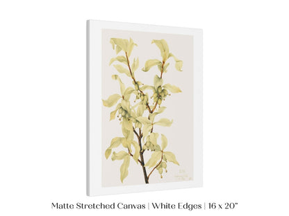 Silverberry Illustration | P350 - Single Art Prints - Piccolo Fiore Prints