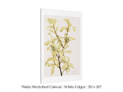 Silverberry Illustration | P350 - Single Art Prints - Piccolo Fiore Prints