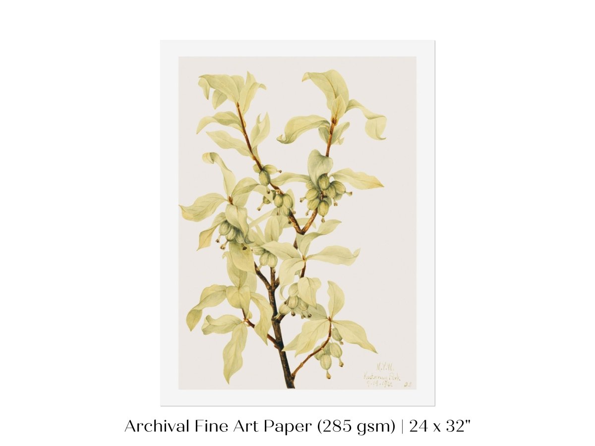 Silverberry Illustration | P350 - Single Art Prints - Piccolo Fiore Prints