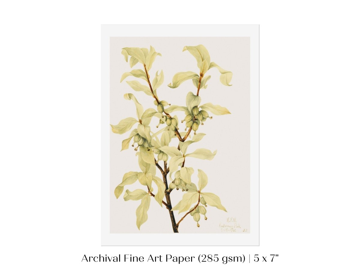 Silverberry Illustration | P350 - Single Art Prints - Piccolo Fiore Prints