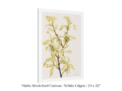 Silverberry Illustration | P350 - Single Art Prints - Piccolo Fiore Prints