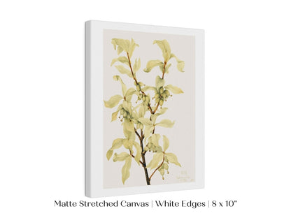 Silverberry Illustration | P350 - Single Art Prints - Piccolo Fiore Prints