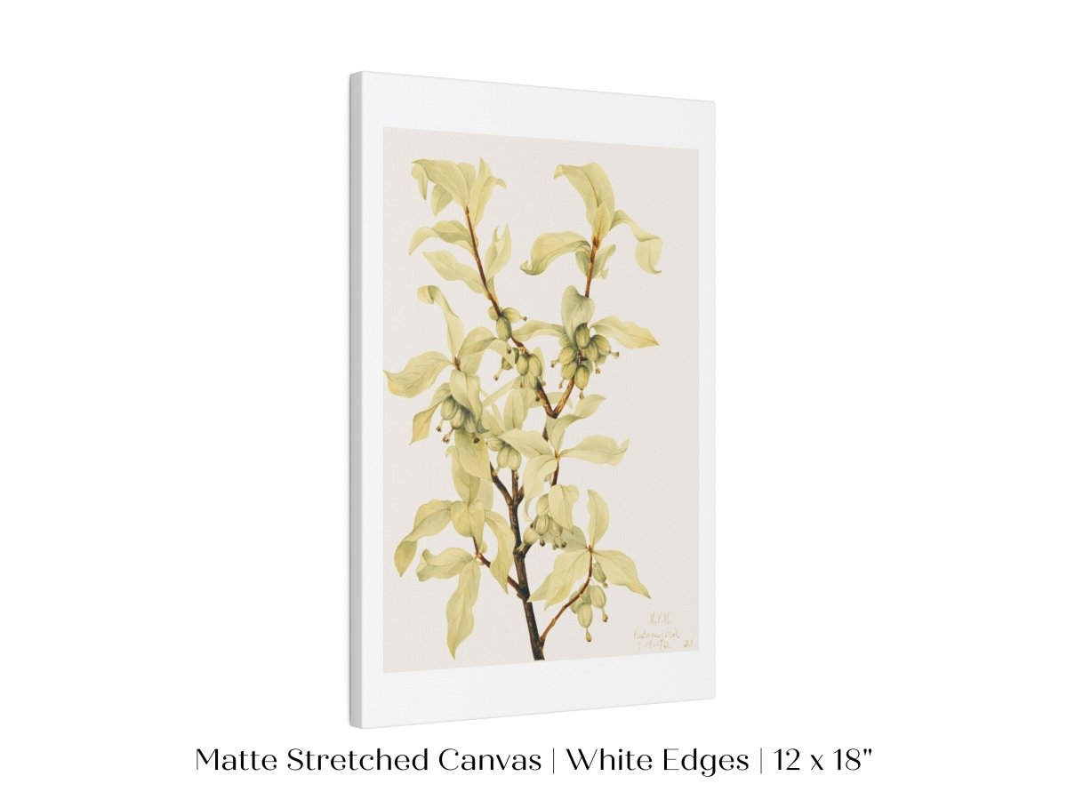 Silverberry Illustration | P350 - Single Art Prints - Piccolo Fiore Prints