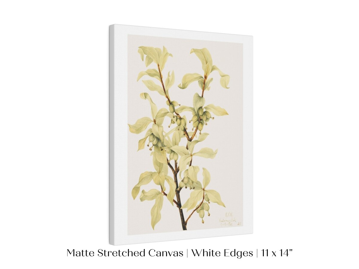 Silverberry Illustration | P350 - Single Art Prints - Piccolo Fiore Prints