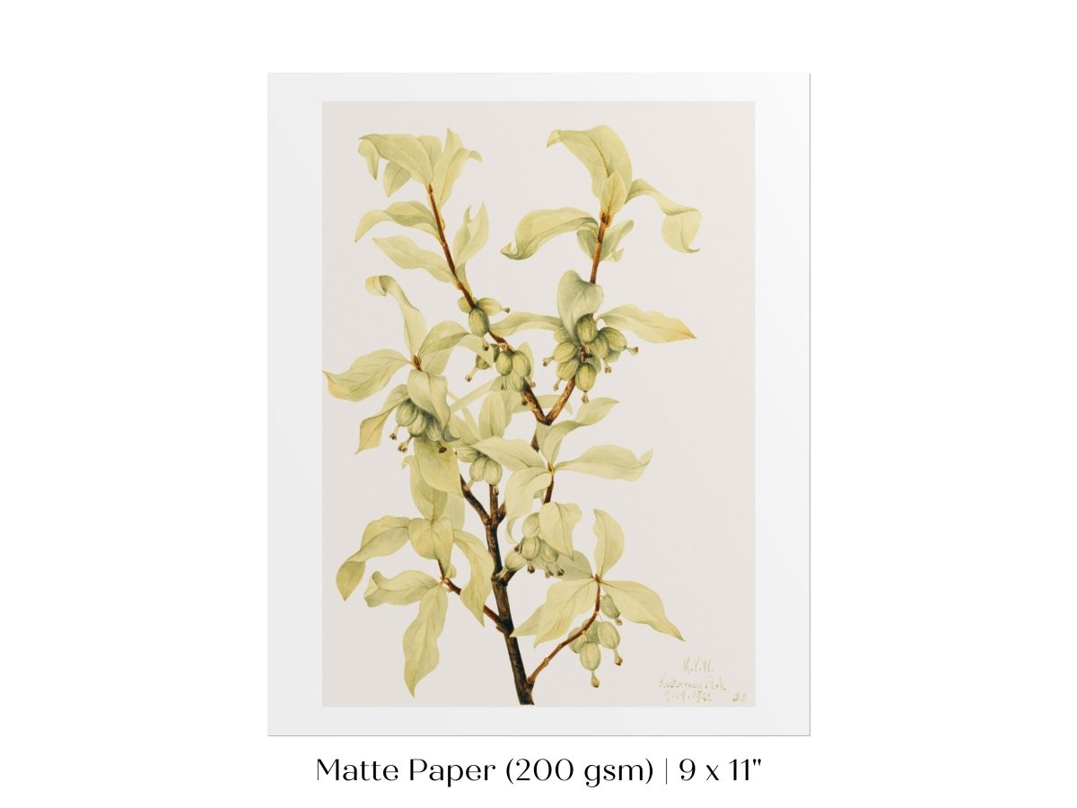 Silverberry Illustration | P350 - Single Art Prints - Piccolo Fiore Prints