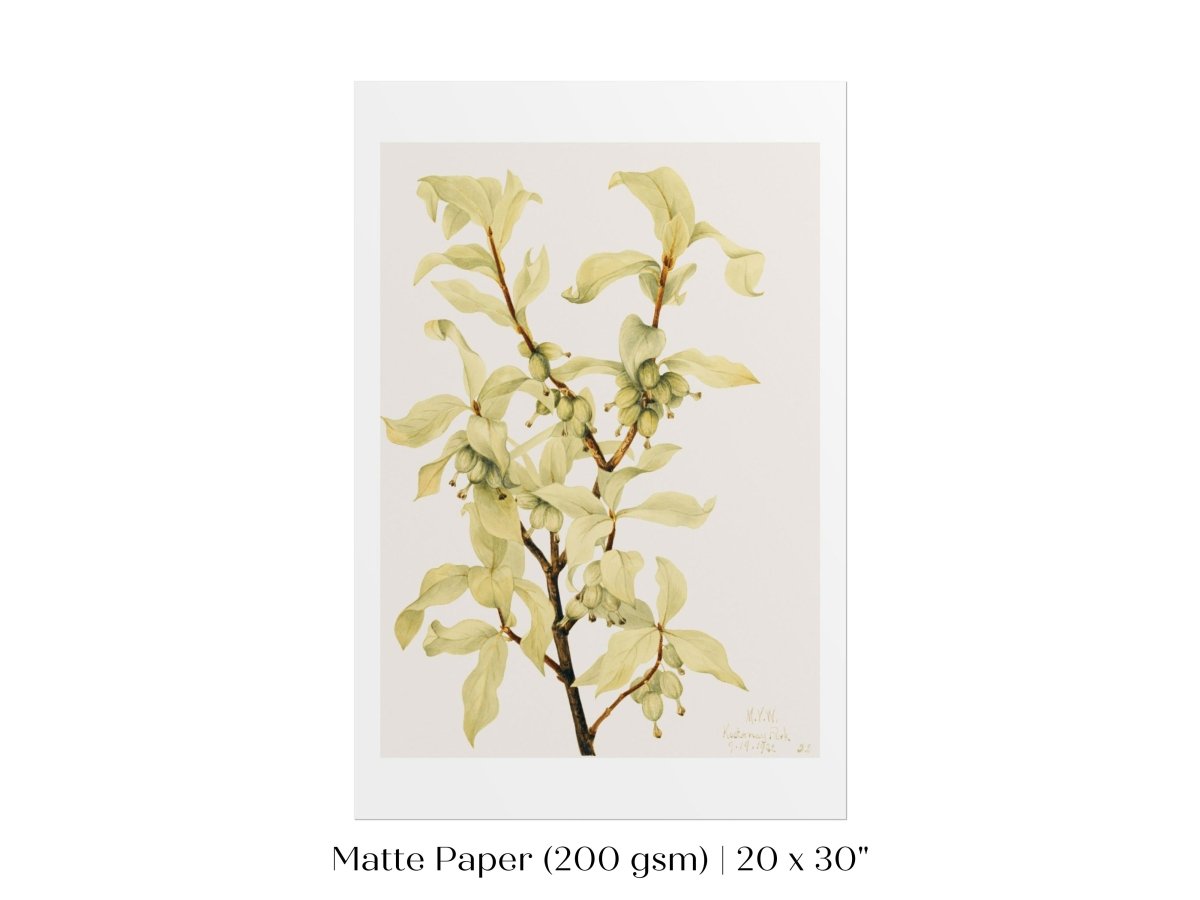 Silverberry Illustration | P350 - Single Art Prints - Piccolo Fiore Prints