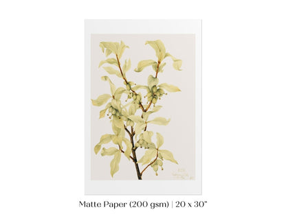 Silverberry Illustration | P350 - Single Art Prints - Piccolo Fiore Prints