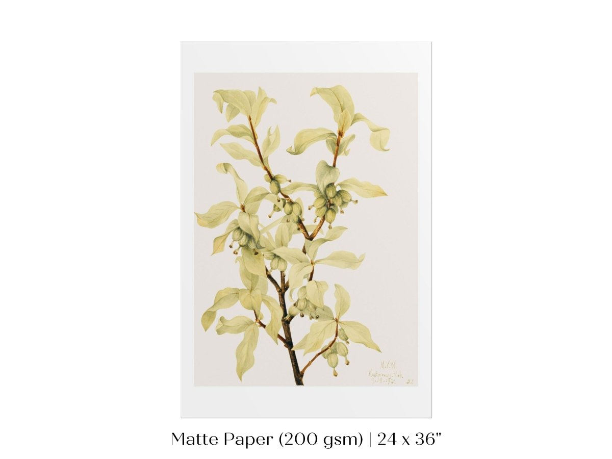 Silverberry Illustration | P350 - Single Art Prints - Piccolo Fiore Prints