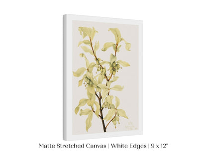 Silverberry Illustration | P350 - Single Art Prints - Piccolo Fiore Prints
