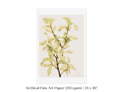 Silverberry Illustration | P350 - Single Art Prints - Piccolo Fiore Prints