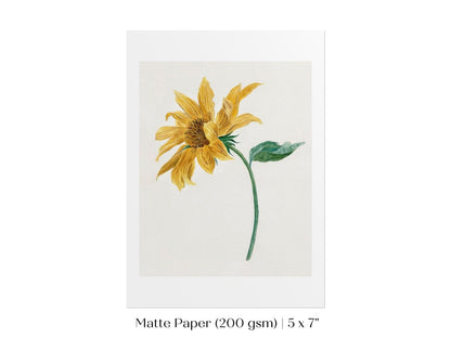 Single Sunflower | P368 - Single Art Prints - Piccolo Fiore Prints