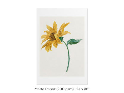 Single Sunflower | P368 - Single Art Prints - Piccolo Fiore Prints
