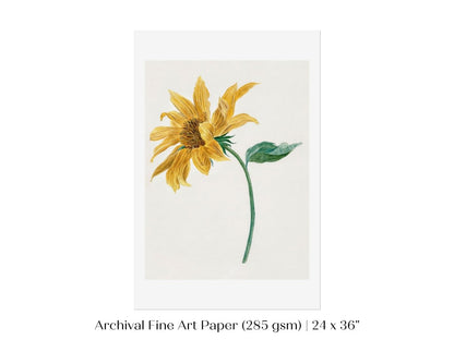 Single Sunflower | P368 - Single Art Prints - Piccolo Fiore Prints