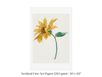 Single Sunflower | P368 - Single Art Prints - Piccolo Fiore Prints