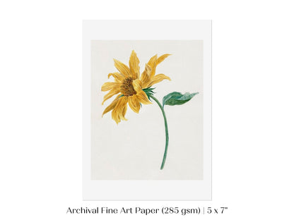Single Sunflower | P368 - Single Art Prints - Piccolo Fiore Prints