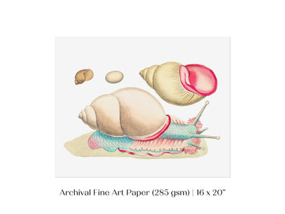 Snail Illustration | P56 - Single Art Prints - Piccolo Fiore Prints